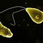 naegleria fowleri