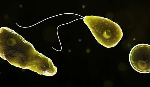 naegleria fowleri