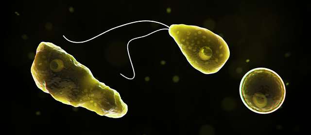 naegleria fowleri