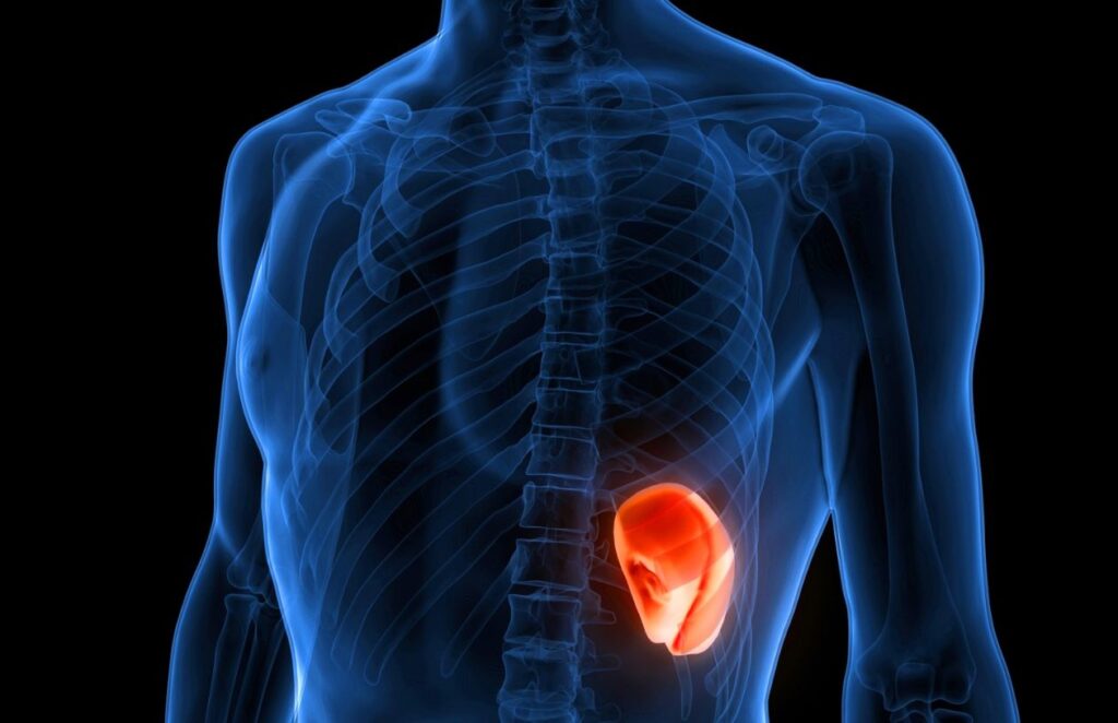 Medical illustration showing human torso anatomy with spleen highlighted in red within the ribcage, demonstrating the organ's location in the upper left abdomen where lupus-causing immune cells are concentrated