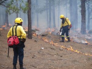 Two firefighters in yellow protective gear work in a forest to control flames along the ground, with smoke rising among the trees