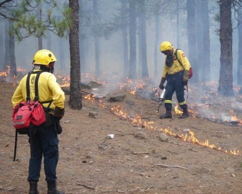 Two firefighters in yellow protective gear work in a forest to control flames along the ground, with smoke rising among the trees