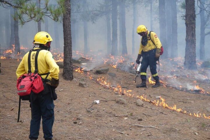 Two firefighters in yellow protective gear work in a forest to control flames along the ground, with smoke rising among the trees
