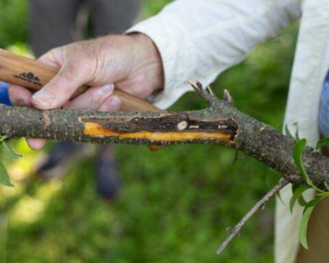 Close-up of a buckthorn branch showing orange-yellow fungal infection beneath the bark being revealed by a researcher using a wooden tool