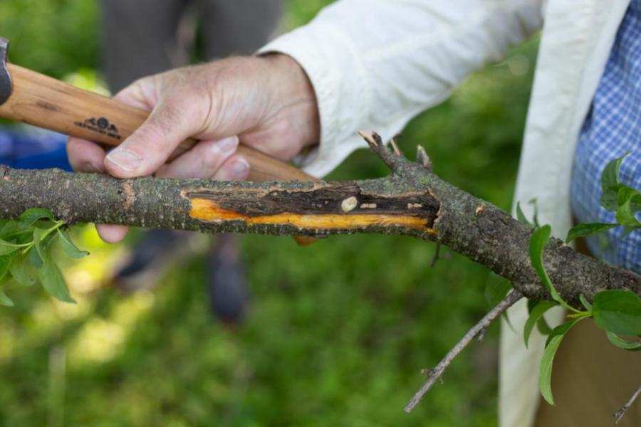 Close-up of a buckthorn branch showing orange-yellow fungal infection beneath the bark being revealed by a researcher using a wooden tool
