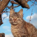 Cat Sittin on Tree