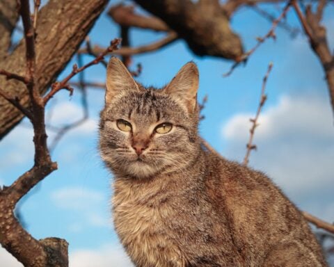Cat Sittin on Tree