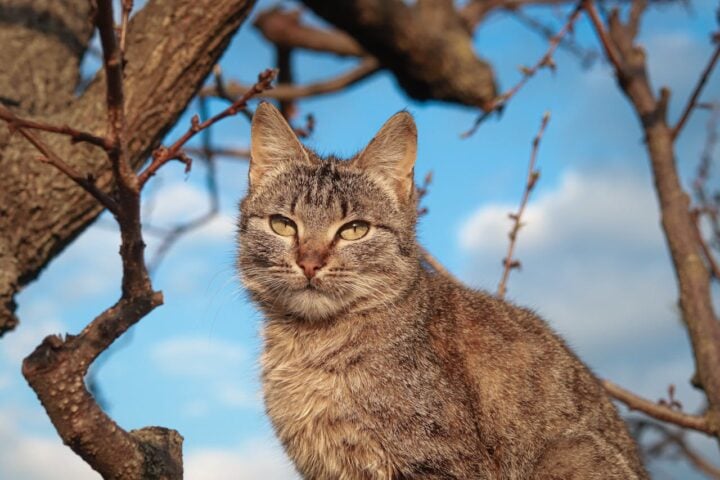 Cat Sittin on Tree