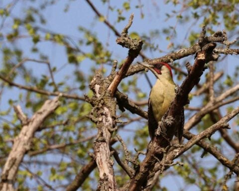The green woodpecker (Picus viridis) can be heard particularly frequently in the forest in the mornings from mid-March to April. Photo: David Singer