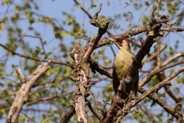 The green woodpecker (Picus viridis) can be heard particularly frequently in the forest in the mornings from mid-March to April. Photo: David Singer