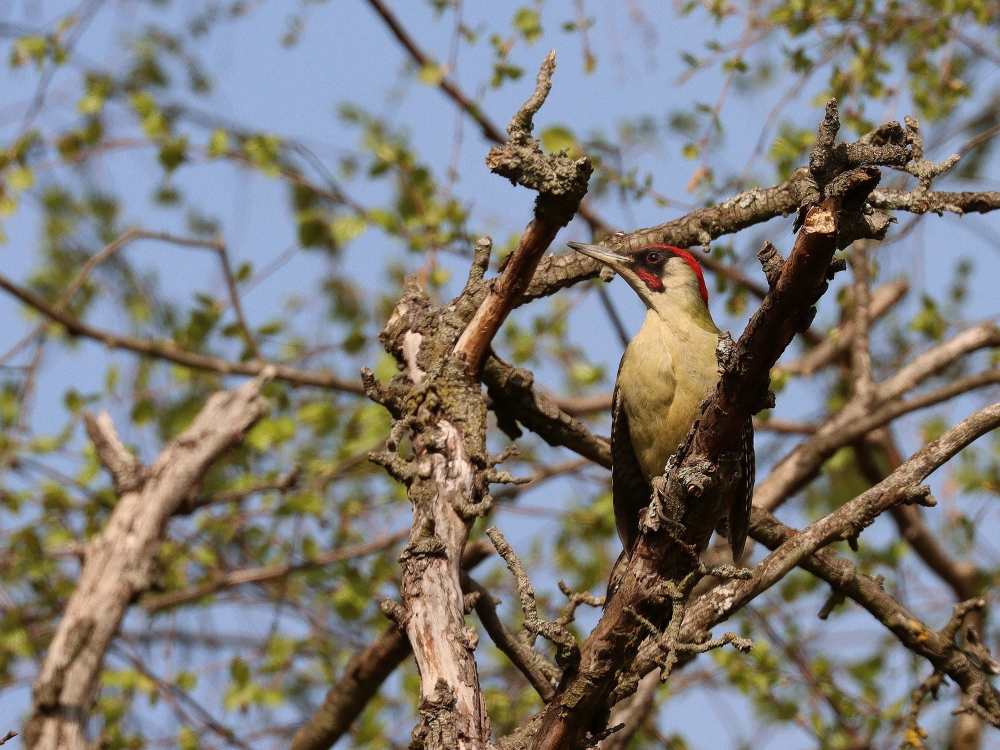 The green woodpecker (Picus viridis) can be heard particularly frequently in the forest in the mornings from mid-March to April. Photo: David Singer