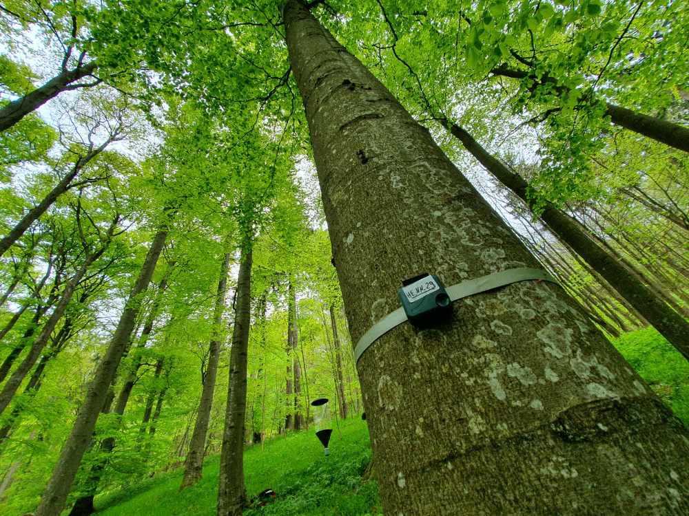 The bird songs in the forest were recorded around the clock using small audio recording devices.
Photo: David Singer