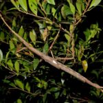 A large brown stick insect with spine-covered limbs clings to green rainforest foliage at night, its elongated body and white forewing patch visible above leafy branches.