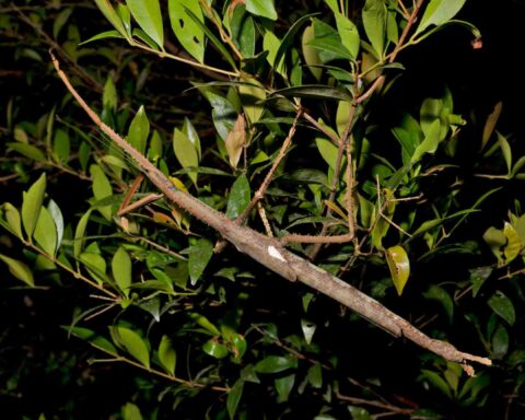 A large brown stick insect with spine-covered limbs clings to green rainforest foliage at night, its elongated body and white forewing patch visible above leafy branches.