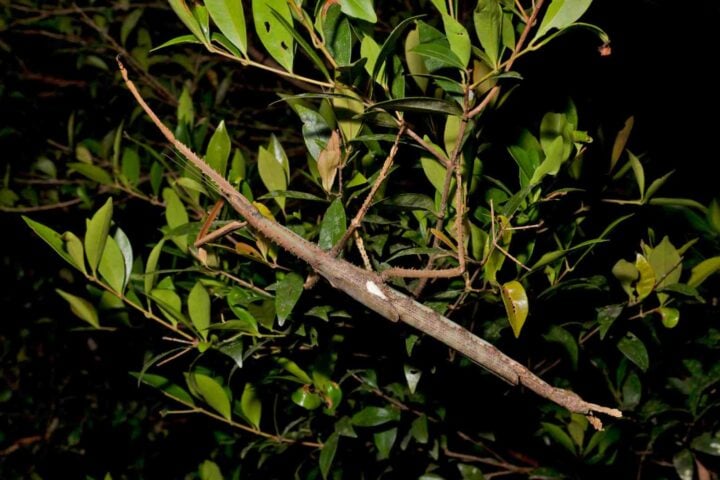 A large brown stick insect with spine-covered limbs clings to green rainforest foliage at night, its elongated body and white forewing patch visible above leafy branches.