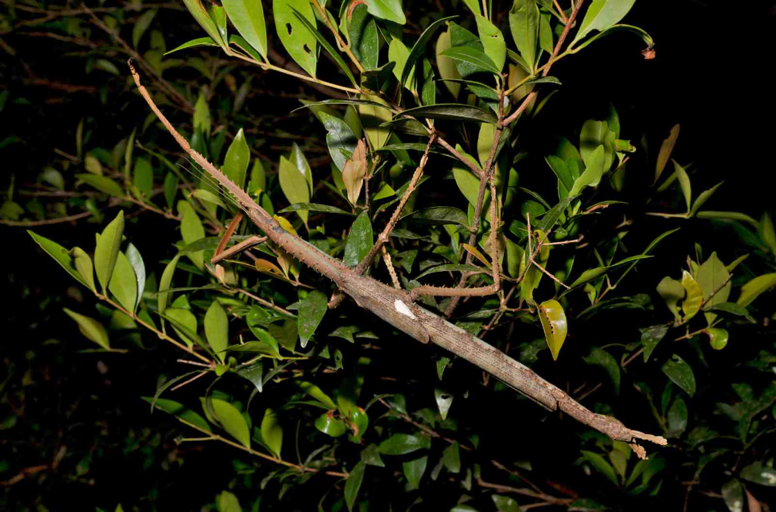 A large brown stick insect with spine-covered limbs clings to green rainforest foliage at night, its elongated body and white forewing patch visible above leafy branches.