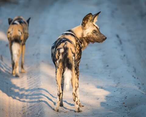 Two African painted dogs walk along a sunlit dirt path in Hwange National Park, Zimbabwe, showcasing their signature mottled coats and large rounded ears.