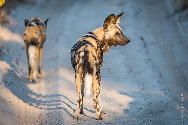 Two African painted dogs walk along a sunlit dirt path in Hwange National Park, Zimbabwe, showcasing their signature mottled coats and large rounded ears.