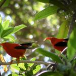 Two vibrant ‘I‘iwi birds (Hawaiian honeycreepers) perched among lush green foliage in their native Hawaiian forest habitat.