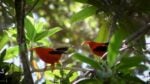 Two vibrant ‘I‘iwi birds (Hawaiian honeycreepers) perched among lush green foliage in their native Hawaiian forest habitat.