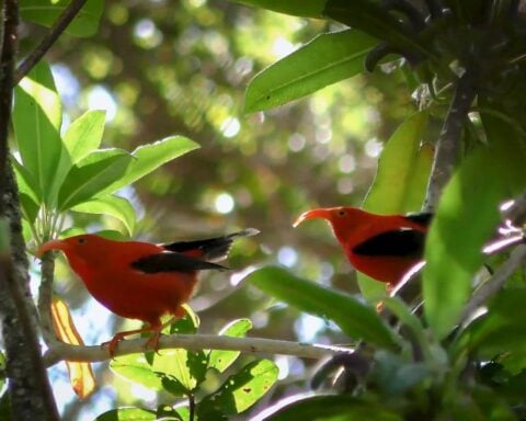 Two vibrant ‘I‘iwi birds (Hawaiian honeycreepers) perched among lush green foliage in their native Hawaiian forest habitat.