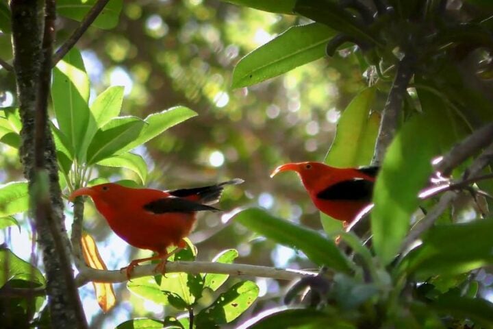 Two vibrant ‘I‘iwi birds (Hawaiian honeycreepers) perched among lush green foliage in their native Hawaiian forest habitat.