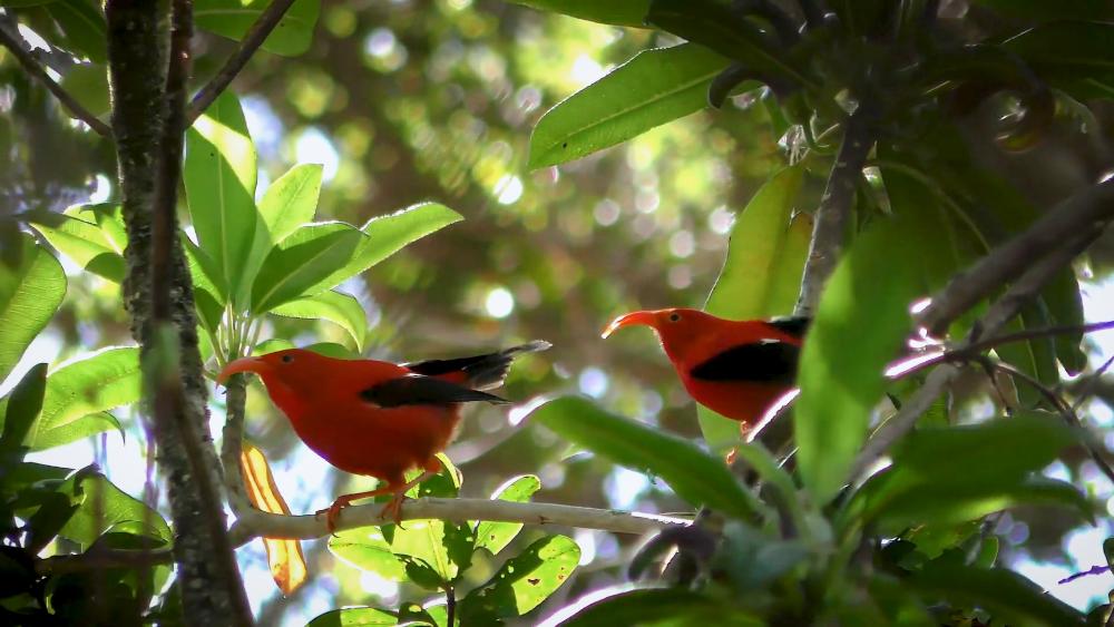 Two vibrant ‘I‘iwi birds (Hawaiian honeycreepers) perched among lush green foliage in their native Hawaiian forest habitat.