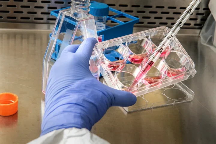 Gloved hand pipetting pink mRNA-laden solution into a six-well culture plate in a laboratory hood