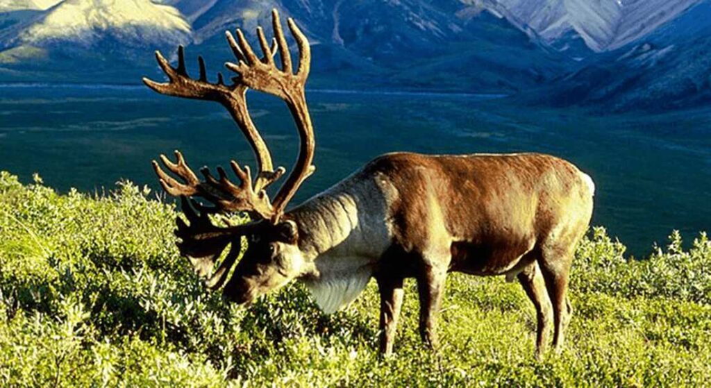 Reindeer with large antlers grazing on green tundra vegetation with mountains in the background
