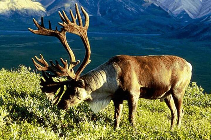 Reindeer with large antlers grazing on green tundra vegetation with mountains in the background