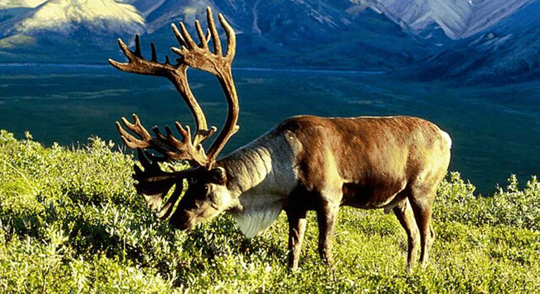 Reindeer with large antlers grazing on green tundra vegetation with mountains in the background