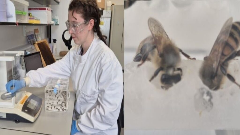 Researcher Jennifer Chennells weighing bee diet samples at Oxford Bee Lab; close-up of honeybees feeding in a lab trial.