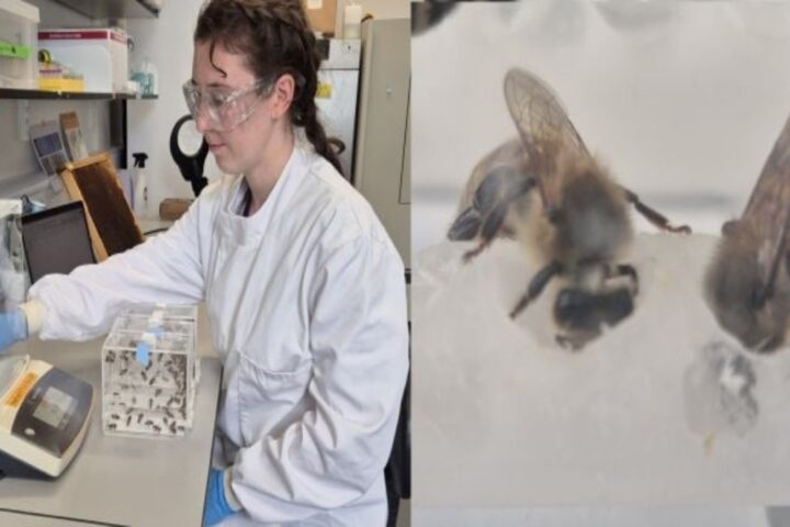 Researcher Jennifer Chennells weighing bee diet samples at Oxford Bee Lab; close-up of honeybees feeding in a lab trial.