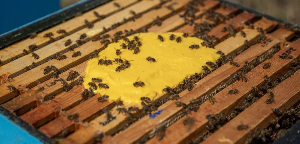 Honeybees feeding on a bright yellow pollen substitute inside an Oxford Bee Lab hive, part of experiments testing a new engineered yeast supplement to improve colony survival.