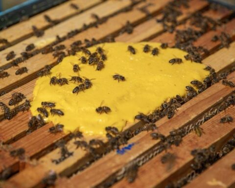 Honeybees feeding on a bright yellow pollen substitute inside an Oxford Bee Lab hive, part of experiments testing a new engineered yeast supplement to improve colony survival.