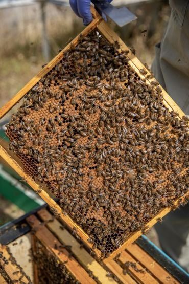 Managed honeybee colony at Oxford Bee Lab used in sterol-enriched diet trials