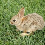 Close‑up of a healthy wild cottontail rabbit sitting alert in short grass, with natural brown and grey fur tones and upright ears.