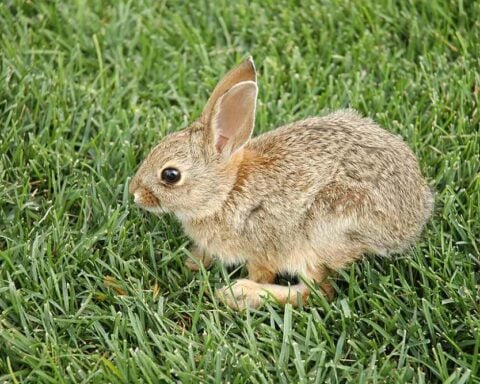 Close‑up of a healthy wild cottontail rabbit sitting alert in short grass, with natural brown and grey fur tones and upright ears.