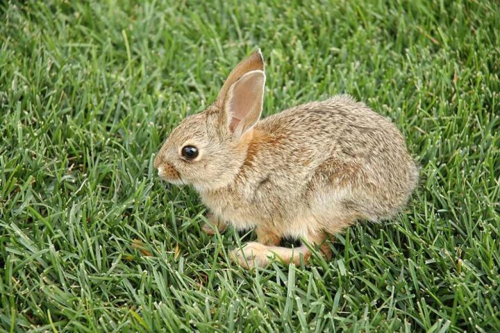 Close‑up of a healthy wild cottontail rabbit sitting alert in short grass, with natural brown and grey fur tones and upright ears.