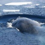 Antarctic blue whale surfacing amid scattered sea ice; arched dark-blue back and dorsal ridge visible against cold, choppy water.