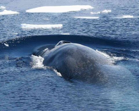 Antarctic blue whale surfacing amid scattered sea ice; arched dark-blue back and dorsal ridge visible against cold, choppy water.