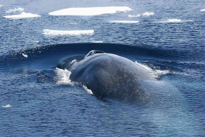 Antarctic blue whale surfacing amid scattered sea ice; arched dark-blue back and dorsal ridge visible against cold, choppy water.