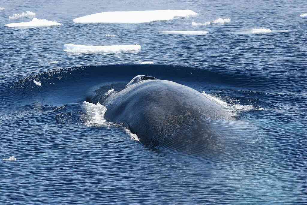 Antarctic blue whale surfacing amid scattered sea ice; arched dark-blue back and dorsal ridge visible against cold, choppy water.