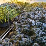 Contextual image for an article on California cannabis enforcement, taxation, and the illicit market’s impact on legal retailers.