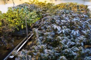 Contextual image for an article on California cannabis enforcement, taxation, and the illicit market’s impact on legal retailers.