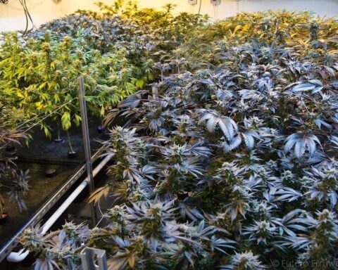 Contextual image for an article on California cannabis enforcement, taxation, and the illicit market’s impact on legal retailers.