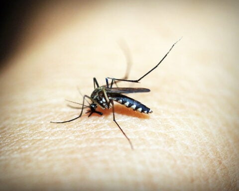 Close-up of an Asian tiger mosquito (Aedes albopictus) feeding on human skin.