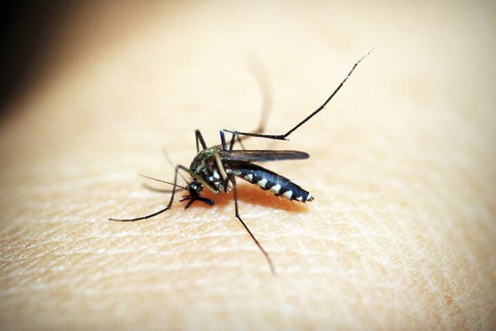 Close-up of an Asian tiger mosquito (Aedes albopictus) feeding on human skin.