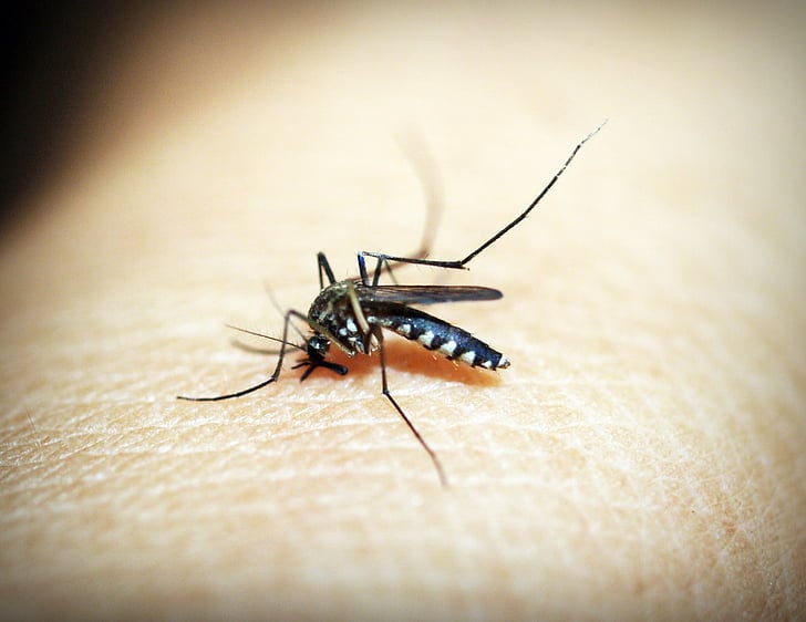 Close-up of an Asian tiger mosquito (Aedes albopictus) feeding on human skin.