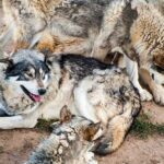 Three gray wolves resting together on sandy ground at a wildlife sanctuary, showing the social nature of wolf packs that Colorado is working to reestablish.